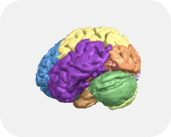 대뇌 피질 구조 구획화